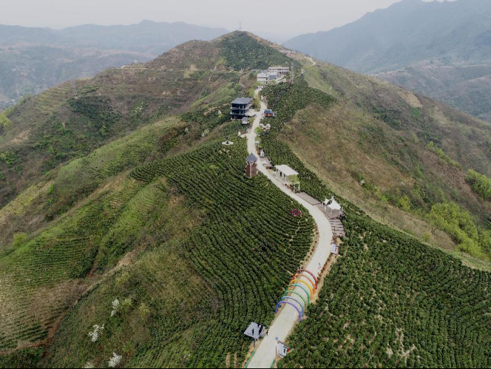 陜西廣電融媒體集團(tuán)農(nóng)林衛(wèi)視助力陜西茶區(qū)“以茶興業(yè)，以茶富民”