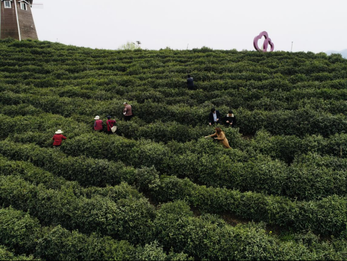 陜西廣電融媒體集團(tuán)農(nóng)林衛(wèi)視助力陜西茶區(qū)“以茶興業(yè)，以茶富民”